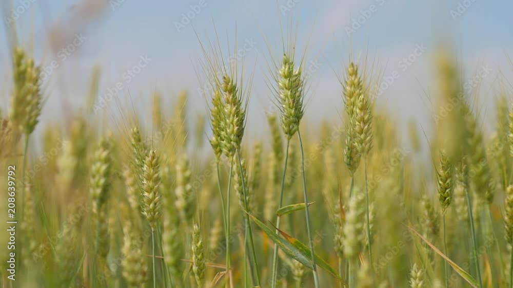 wheat field organic crop yellow and green in the wind close slow motion wheat field organic crop yellow and green in the wind close slow motion