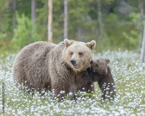 Brown bear cub stands against the mother bear in the middle of the cotton grass on a Finnish bog