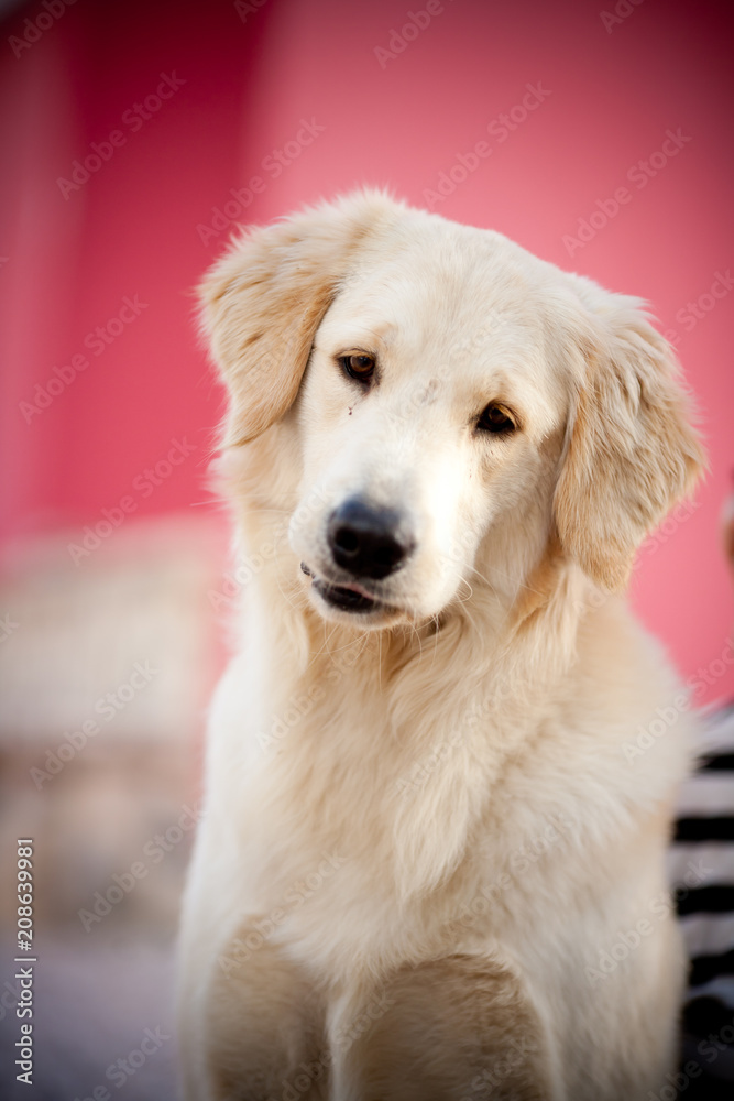 Golden Retriever