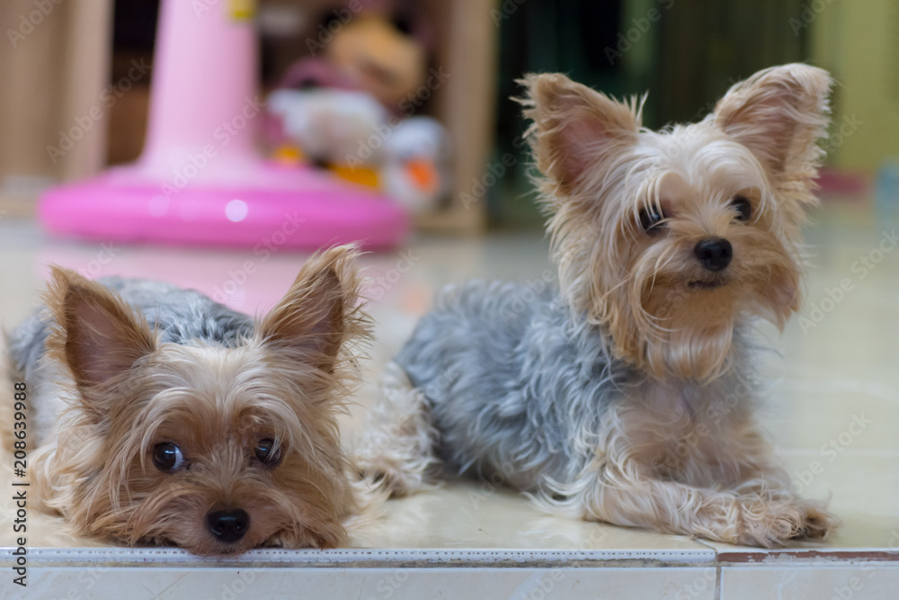 可愛可愛い 小型 犬 ヨークシャテリアい 小型 犬 ヨークシャテリア Stock Foto Adobe Stock