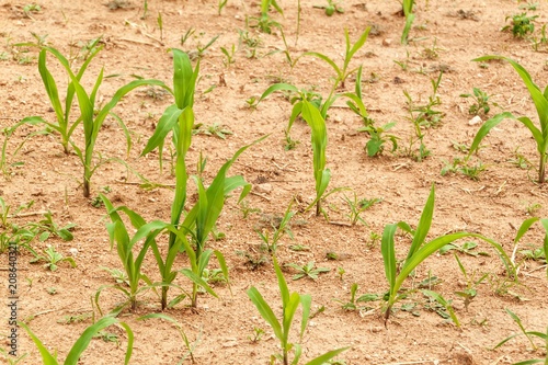 Young corn plant. Dry field with corn. Waiting for the rain. Agricultural farm. Weed.