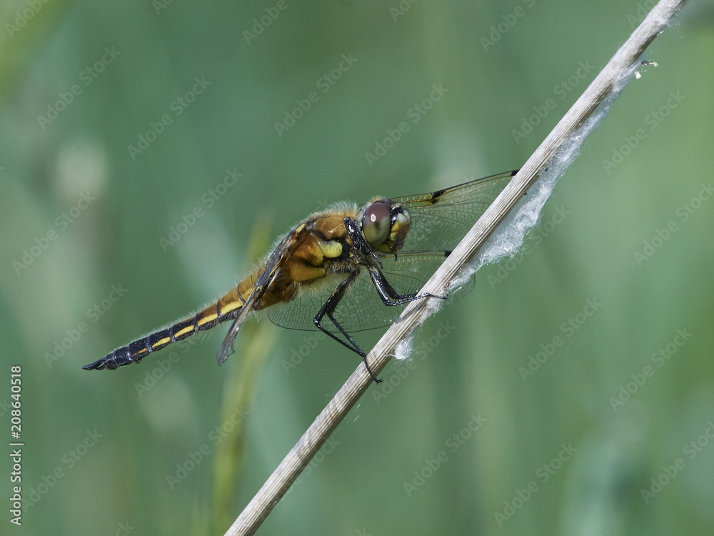 Four-spotted chaser (Libellula quadrimaculata) Four-spotted chaser (Libellula quadrimaculata)