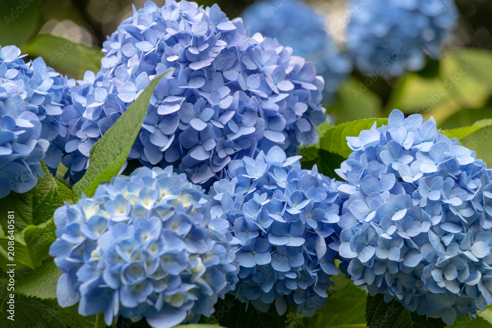 Hydrangea of Asukayama Park in Kita Ward, Tokyo, Japan / Asukayama park is a public park in Kita Ward, Tokyo, Japan Hydrangea of Asukayama Park in Kita Ward, Tokyo, Japan / Asukayama park is a public park in Kita Ward, Tokyo, Japan