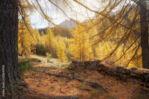 Autumn beautiful landscape with mountain and yellow trees, Val Gardena, Dolomites, Italy