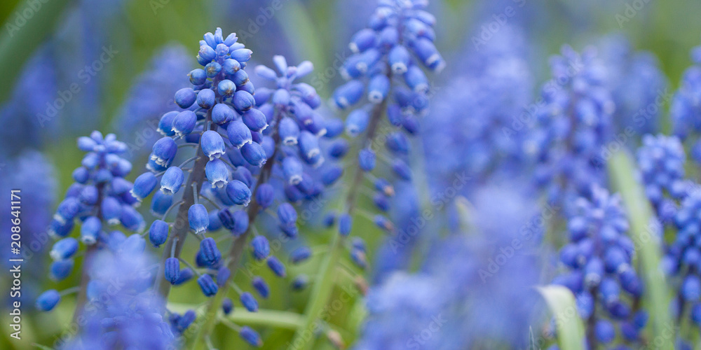 gentle little blue muscari flowers blooming in the park or in the garden gentle little blue muscari flowers blooming in the park or in the garden