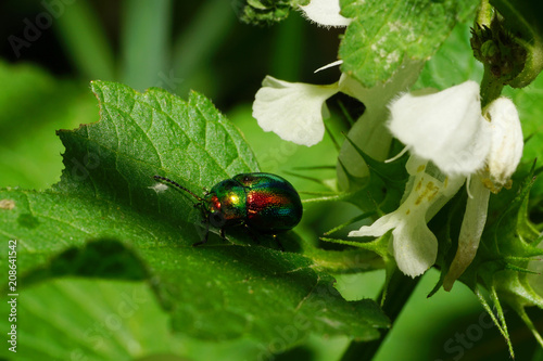 Macro Chrysolina herbacea beetle on a nettle leaf photo