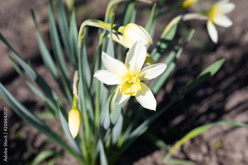 flower, spring, daffodil, yellow, narcissus, nature, white, plant, flowers, green, garden, blossom, flora, beauty, bloom, summer, beautiful, petal, daffodils, color, blooming, floral, season, petals, 
