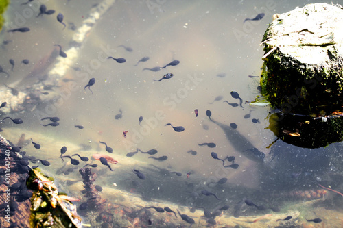 Kaulquappen im Teich 