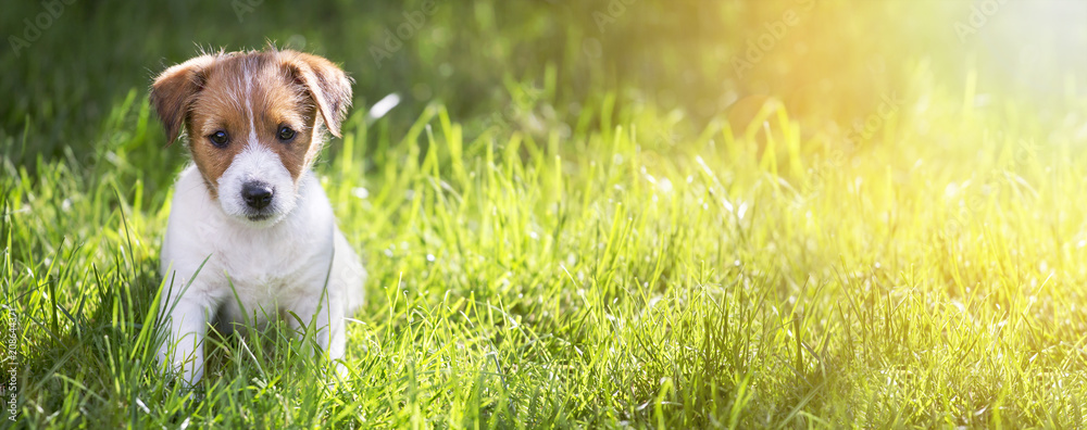 Web banner of a happy Jack Russell Terrier puppy sitting in the grass in summer - obrazy, fototapety, plakaty 