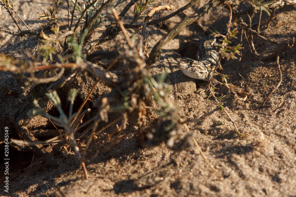 little gray lizard on the sand in the desert little gray lizard on the sand in the desert