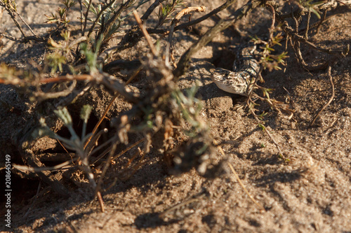 little gray lizard on the sand in the desert