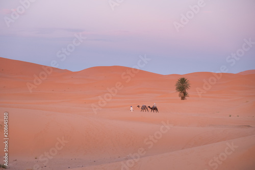 Camel caravan walking in empty Sahara desert in Morocco during sunset with beautiful pink sky