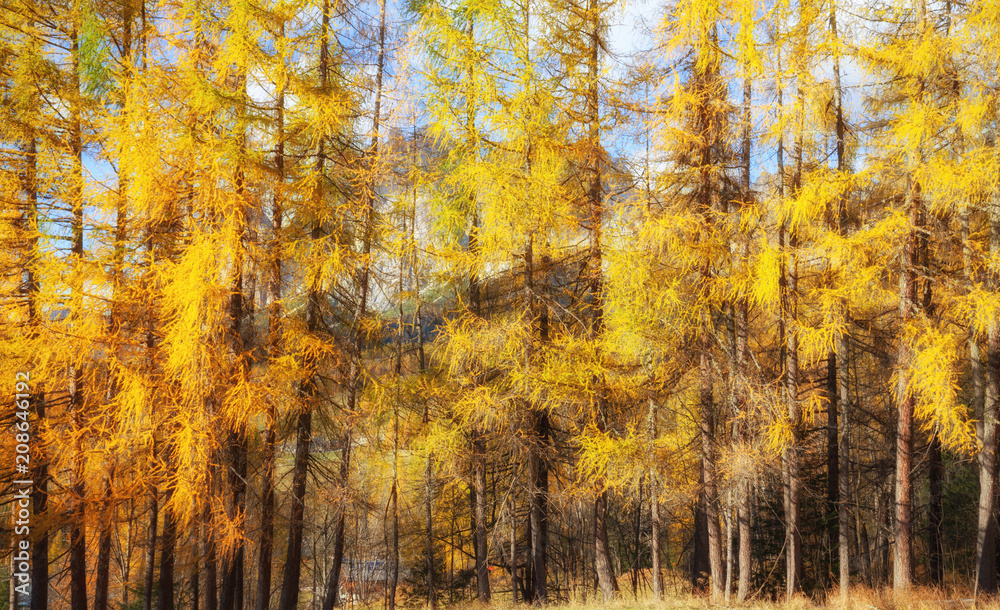 Fototapeta premium Beautiful larch colored with autumn colors in the mountains, illuminated by the sun