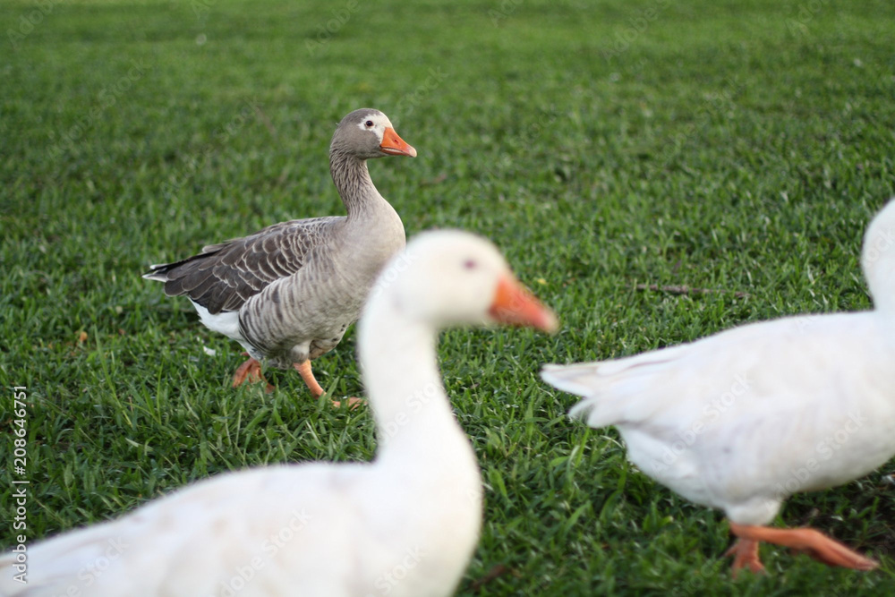 Some gooses appear on a green grass field 