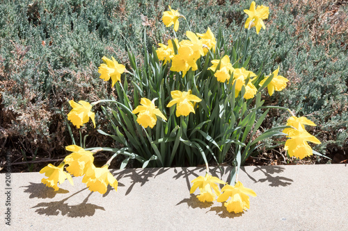 Fototapeta Naklejka Na Ścianę i Meble -  Daffodils in a garden with a concrete barrier