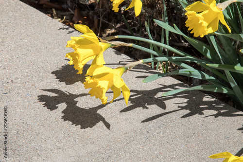 Fototapeta Naklejka Na Ścianę i Meble -  Daffodils in a garden with a concrete barrier