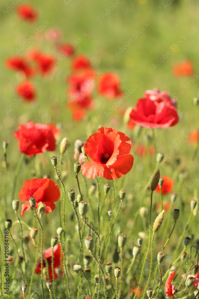 poppies. the blossoming red flowers in the field. Background flora