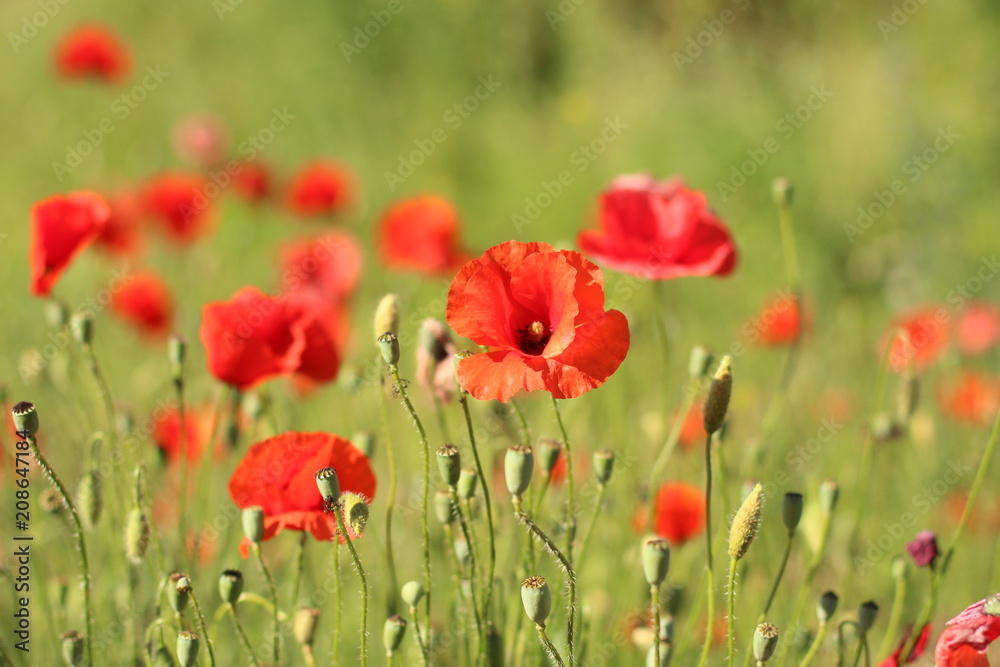poppies. the blossoming red flowers in the field. Background flora poppies. the blossoming red flowers in the field. Background flora