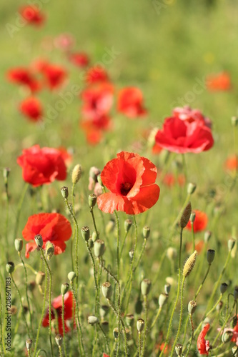 poppies. the blossoming red flowers in the field. Background flora © Alesia Berlezova