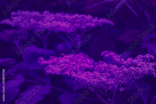 Trend color ultra violet concept. Ultraviolet flower abstract background.