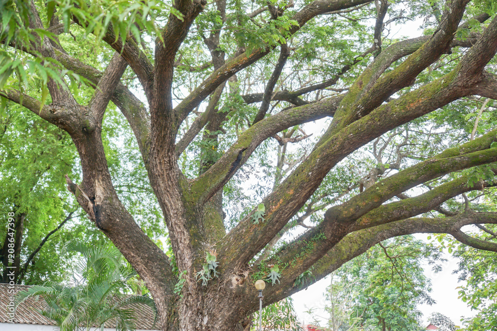 Branch under a tree with green leaves Branch under a tree with green leaves