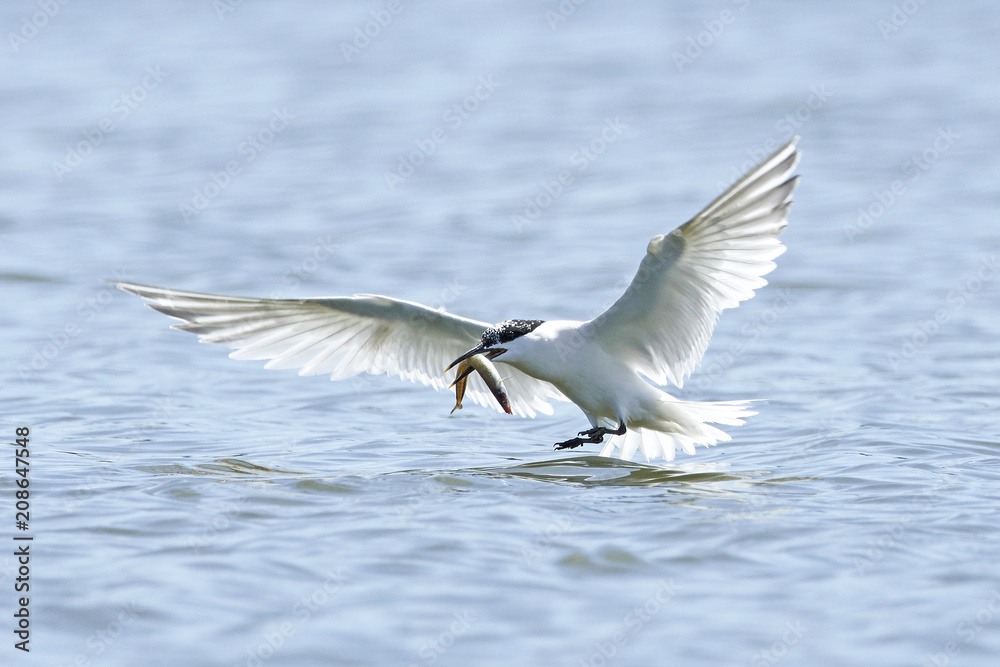 Sandwich tern (Thalasseus sandvicensis) Sandwich tern (Thalasseus sandvicensis)