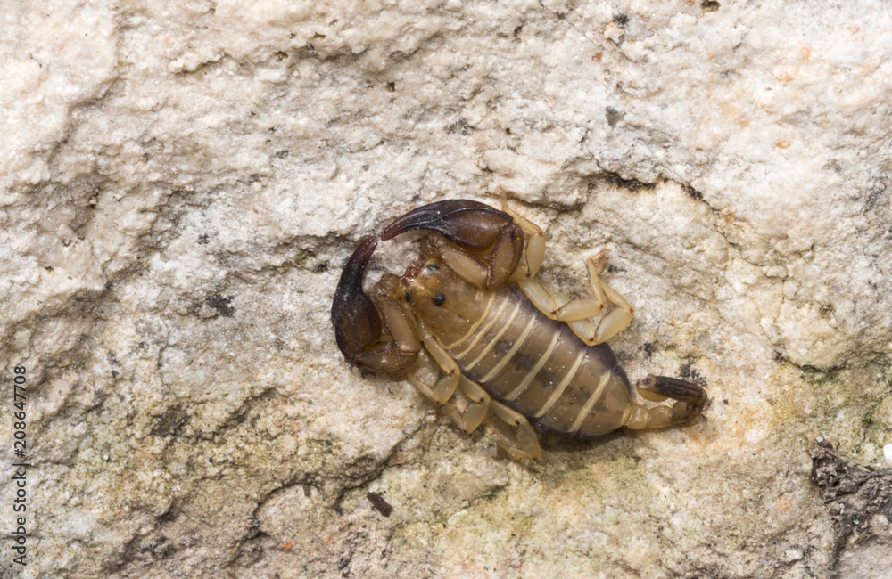 Scorpion in Su Goruppu cayon, Sardinia, Italy