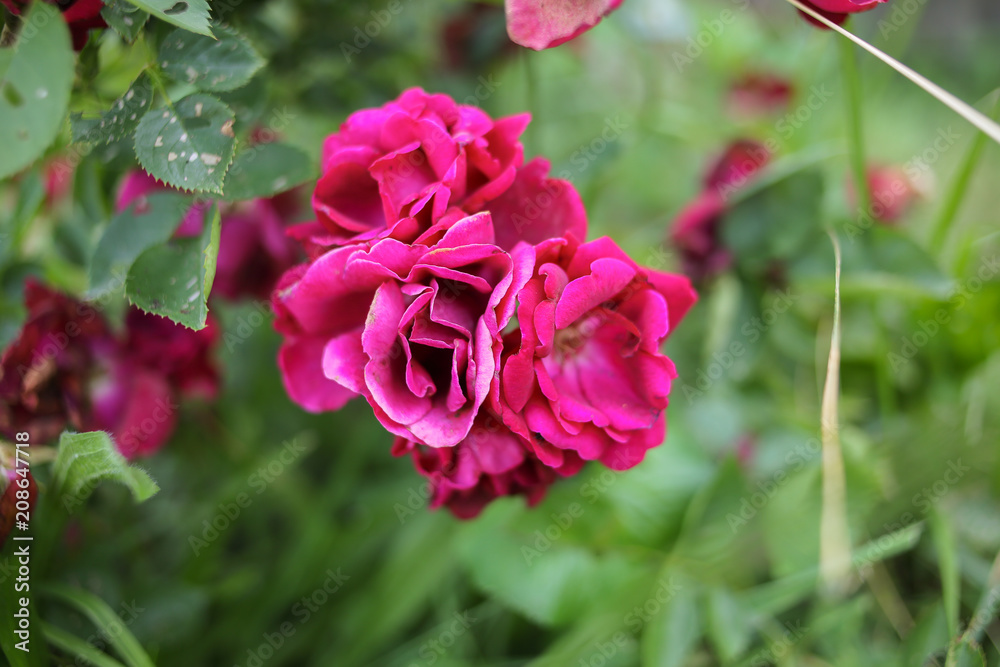 Fototapeta premium Flowering Fuchsia Roses In Bloom on a Rose Bush