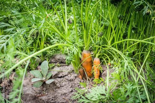 Fresh organic carrots with green leaves in the ground