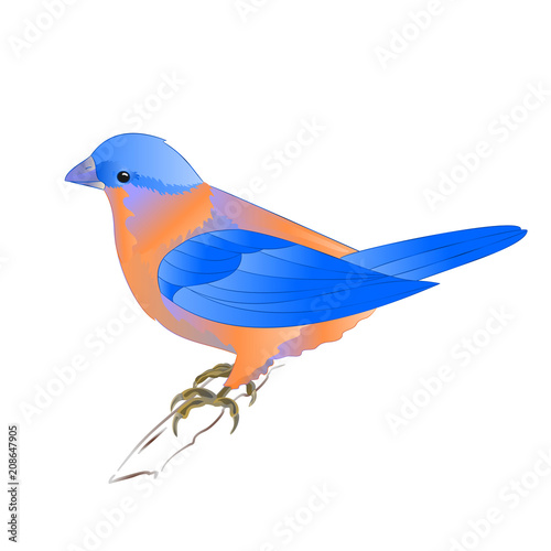 Small songbirdon Bluebird  thrush  on a white background vintage vector illustration editable hand draw © zdenat5
