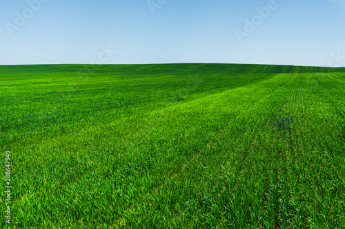 Fresh green wheat field and blue sky ideal for nature background