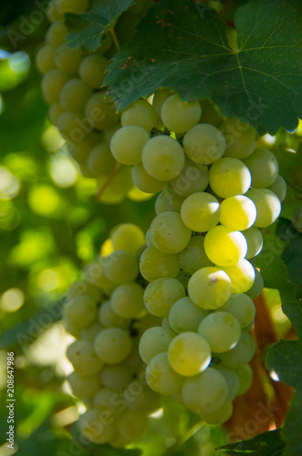 Viticulture. Chardonnay grapes.