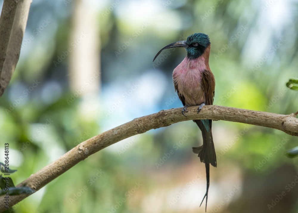 Fototapeta premium White-Fronted Bee-eater (Merops bullockoides)