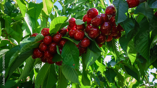 Cerezas en el árbol