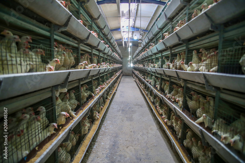 Building of a modern chicken farm, chickens and egg