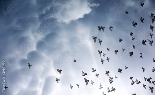 Rain clouds in the sky and a flock of pigeons. The religious
