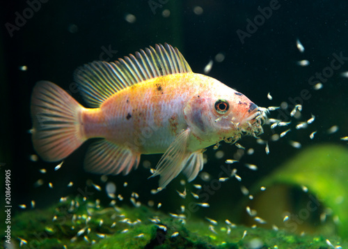 Bunt Barsch, Fischbaby, Maulbrüter mit kleinen Fischen, Tilapia Fly photo
