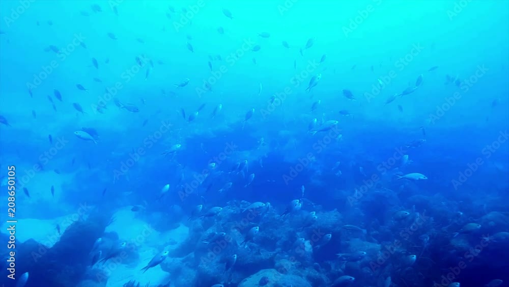 beautiful view underwater of the atlantic ocean in the sea of Aruba with some fish and a shipwreck beautiful view underwater of the atlantic ocean in the sea of Aruba with some fish and a shipwreck