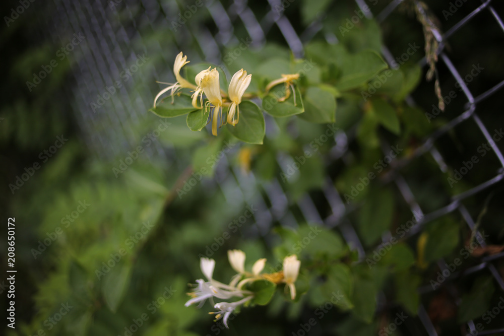 White and Yellow Honeysuckle Flowers Growing Through a Silver Metal Chain link Fence White and Yellow Honeysuckle Flowers Growing Through a Silver Metal Chain link Fence
