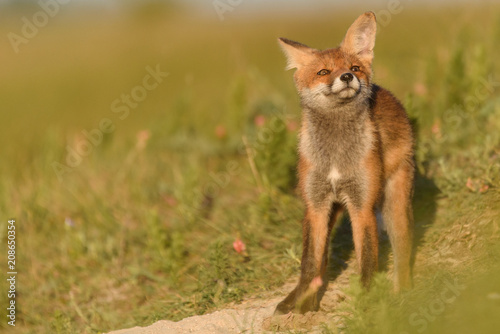 Little Red Fox sitting near his hole in the beautiful sunlight