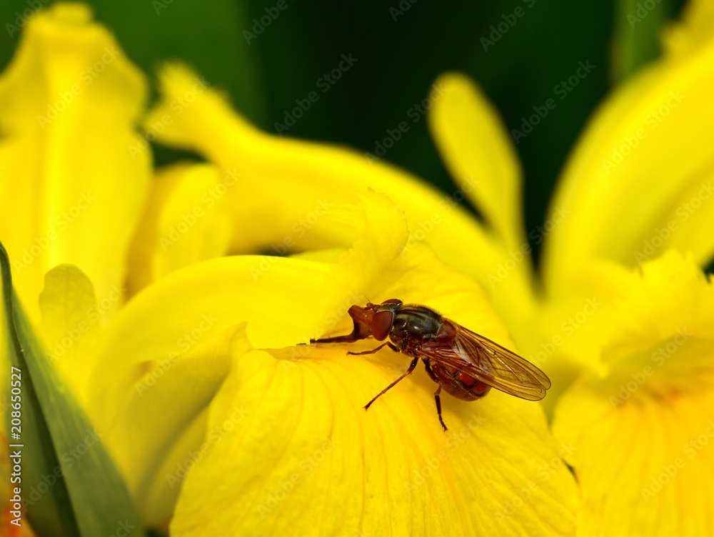 Blow Fly on a leaf Blow Fly on a leaf