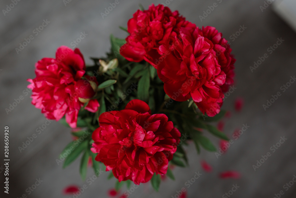 Red peonies bouquet isolated on gray concrete background. Blooming red peony with fallen petals on floor. Top view close-up