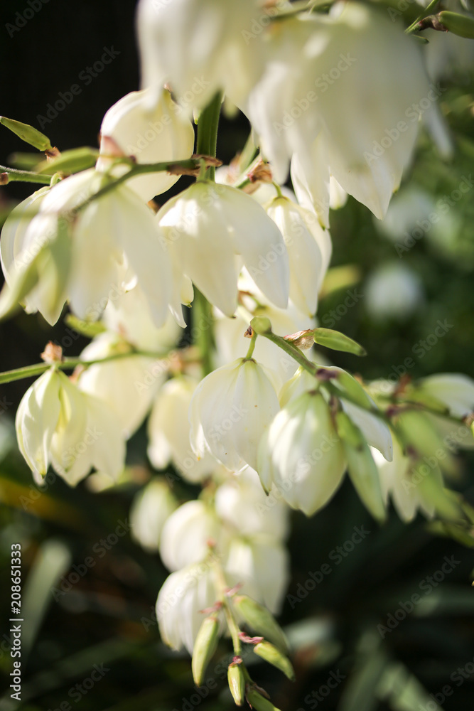 Obraz premium Yucca Rock Lily Flowers Blooming at Golden Hour in the Spring