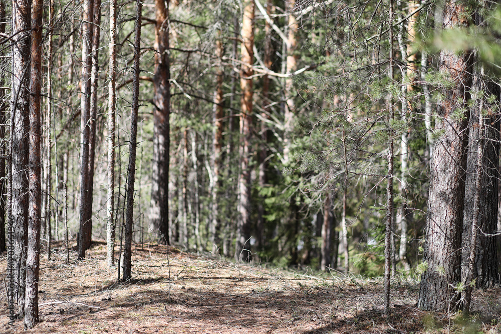 Naklejka premium Pine forest in the beginning of spring under the snow. Forest un