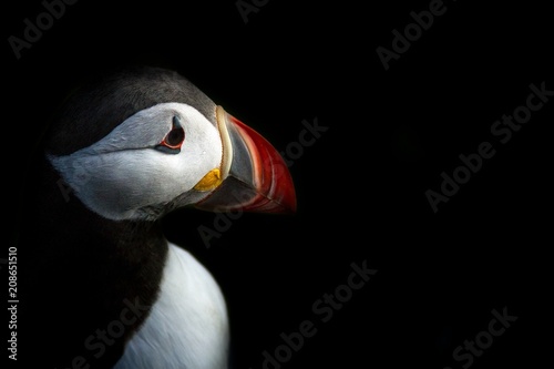 Puffin (Fratercula arctica) closeup seen in Runde island in Norway, low key portrait of beautiful bird, Plenty of space left for copy, bird on black background, cute bird, lovely, beautiful, red beak