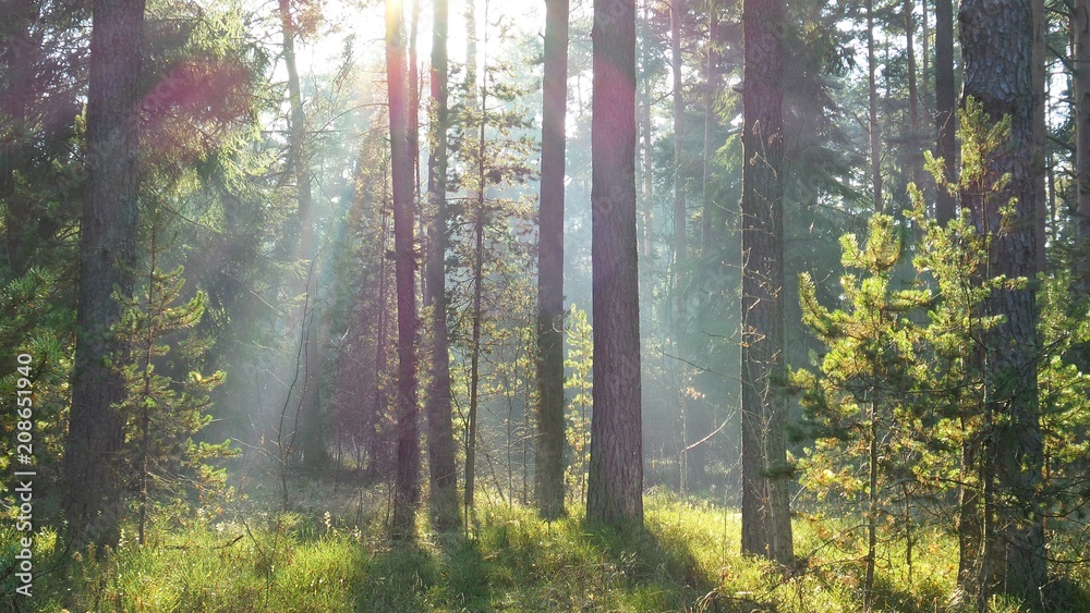 Obraz premium Jesienny las wczesnym popołudniem.