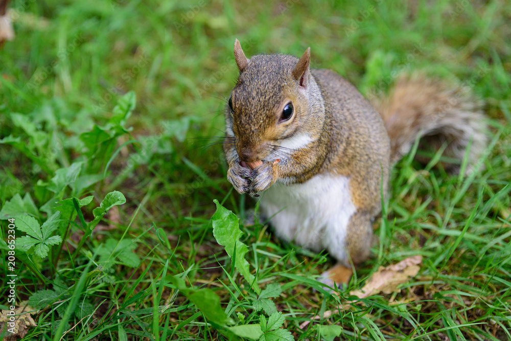 Portrait of Squirrel eating a peanut in a green meadow Portrait of Squirrel eating a peanut in a green meadow