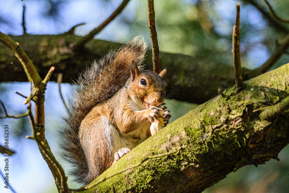 Portrait of Squirrel Eating a peanut on a tree branch