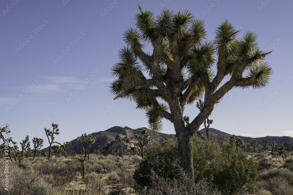 Joshua Trees in Joshua Tree National Park, Twentynine Palms, California Joshua Trees in Joshua Tree National Park, Twentynine Palms, California