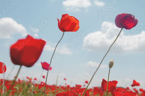 Fototapeta Naklejka Na Ścianę i Meble -  Red wild poppies in the wind